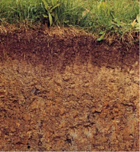 Soil Wetness Index